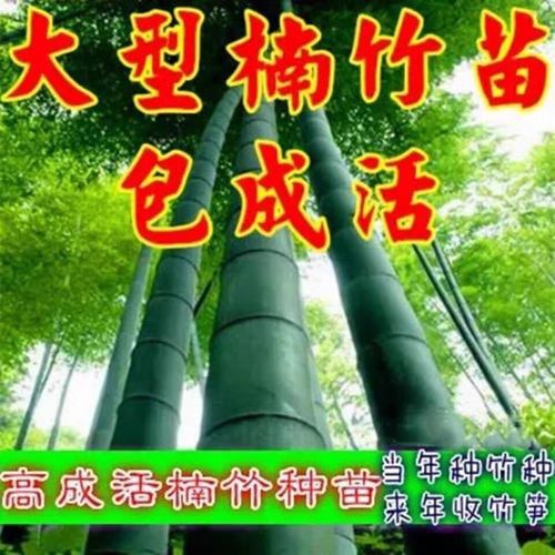 竹苗选购指南 巨型巨龙竹、楠竹、毛竹的耐寒性与食用价值全解析