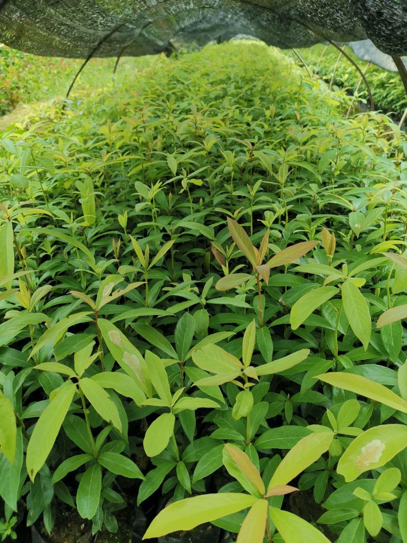 福建三明清流县楠木苗批发 0.50元/棵的苗木商机与种植指南