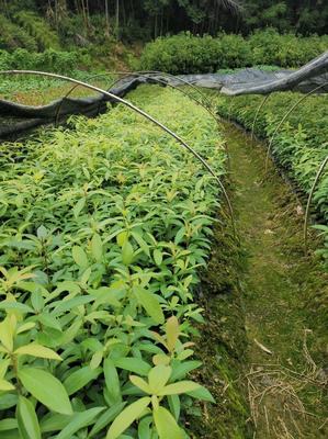 福建三明清流县楠木苗批发 0.50元/棵的种植与采购指南