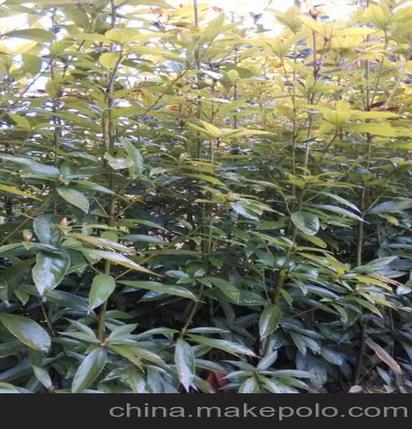 正宗小叶桢楠与金丝楠木苗培育 郴州青腰苗木公司的楠木袋苗与营养袋苗建信息指南