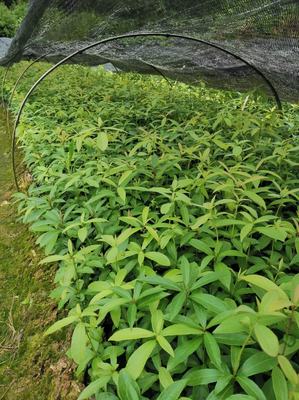[楠木苗批发]福建三明清流县楠木苗 0.50元/棵楠木苗 楠木袋 _ 一亩田