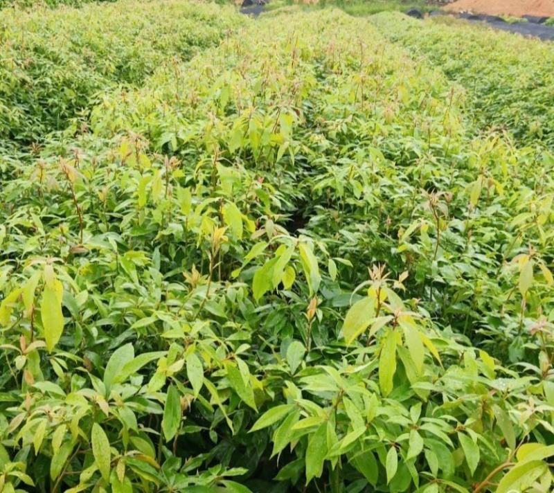 楠木苗楠木袋苗闽楠珍贵树种质地好