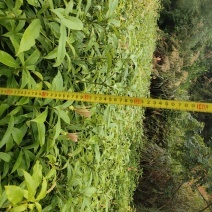 楠木苗批发价格_种苗供应_一手便宜货源 _ 一亩田
