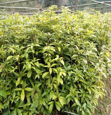 楠木苗楠木袋苗闽楠珍贵树种质地好