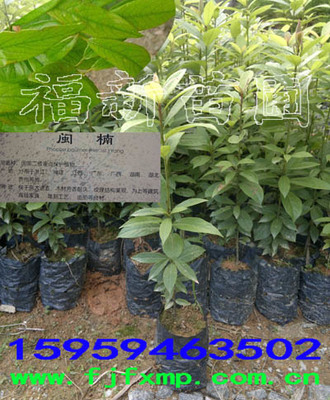闽楠苗楠木苗桢楠苗滇楠苗闽楠种子